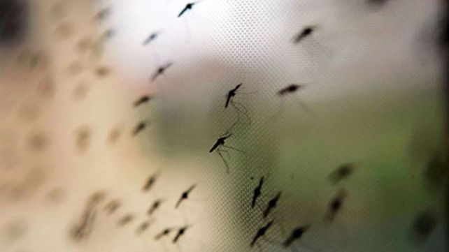 Los mosquitos volvieron a invadir Rosario: hasta cuándo habrá que soportarlos