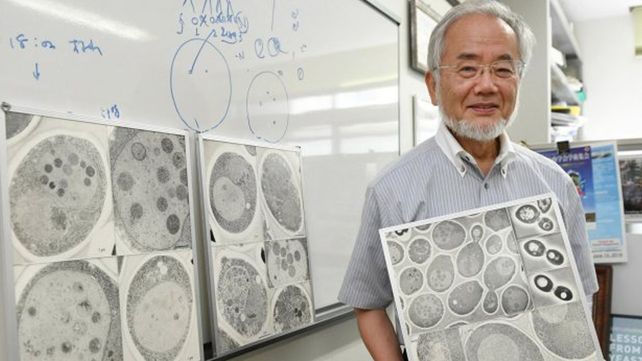 El científico japonés Yoshinori Ohsumi.