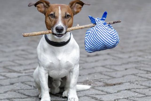 Buscacucha, una nueva aplicación para adoptar mascotas