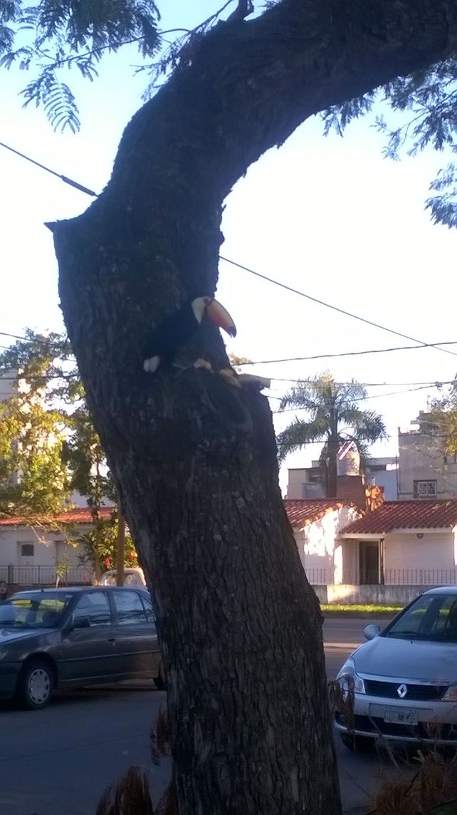 Apareció un tucán en una plaza de barrio Guadalupe
