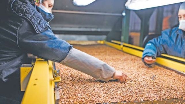Las economías regionales y el maíz están vinculadas al dólar agro. (Foto de archivo)