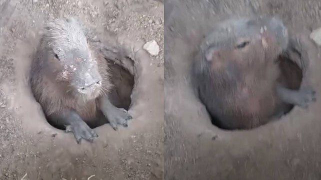 El carpincho había quedado en un pozo de unos 80 centímetros de profundidad utilizado para colocar columnas lumínicas. Ocurrió en Aldea Brasilera