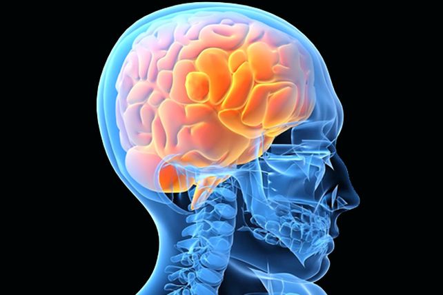 Datos que revelan nuevos misterios del cerebro