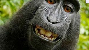 La selfie de un mono da la vuelta al mundo y le genera un dolor de cabeza a un fotógrafo