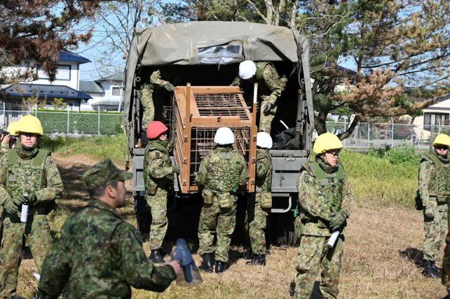 Japón sufre cada vez más ataques de osos: suma 12 muertos desde abril