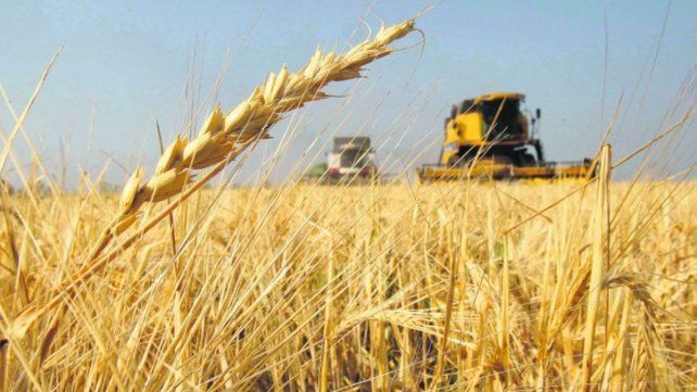 Entre Ríos tuvo cosecha récord de trigo pese a la sequía