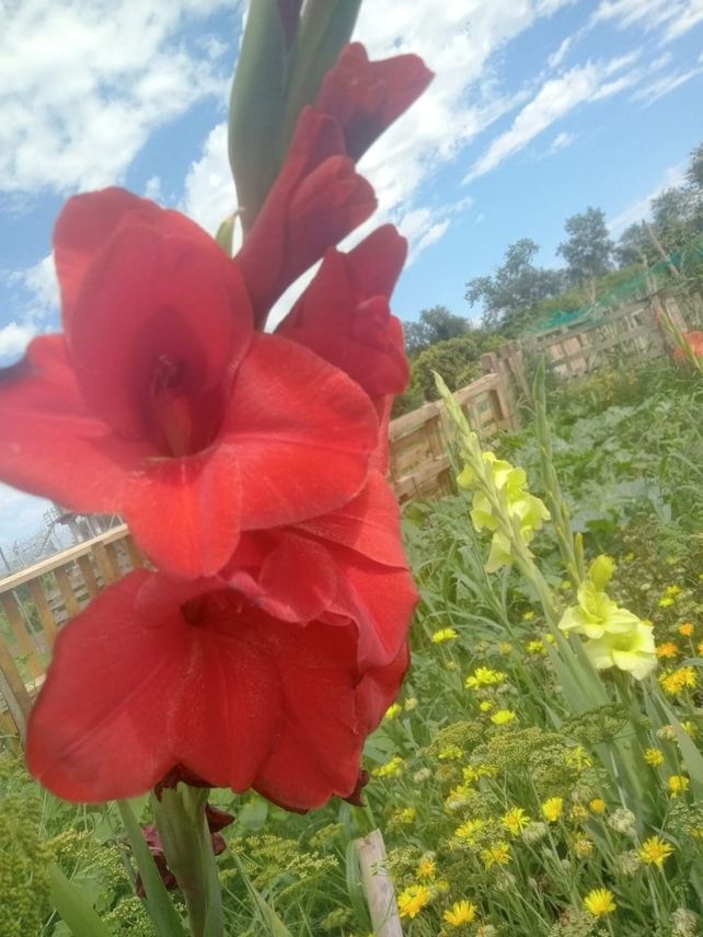 Gladiolos rojos