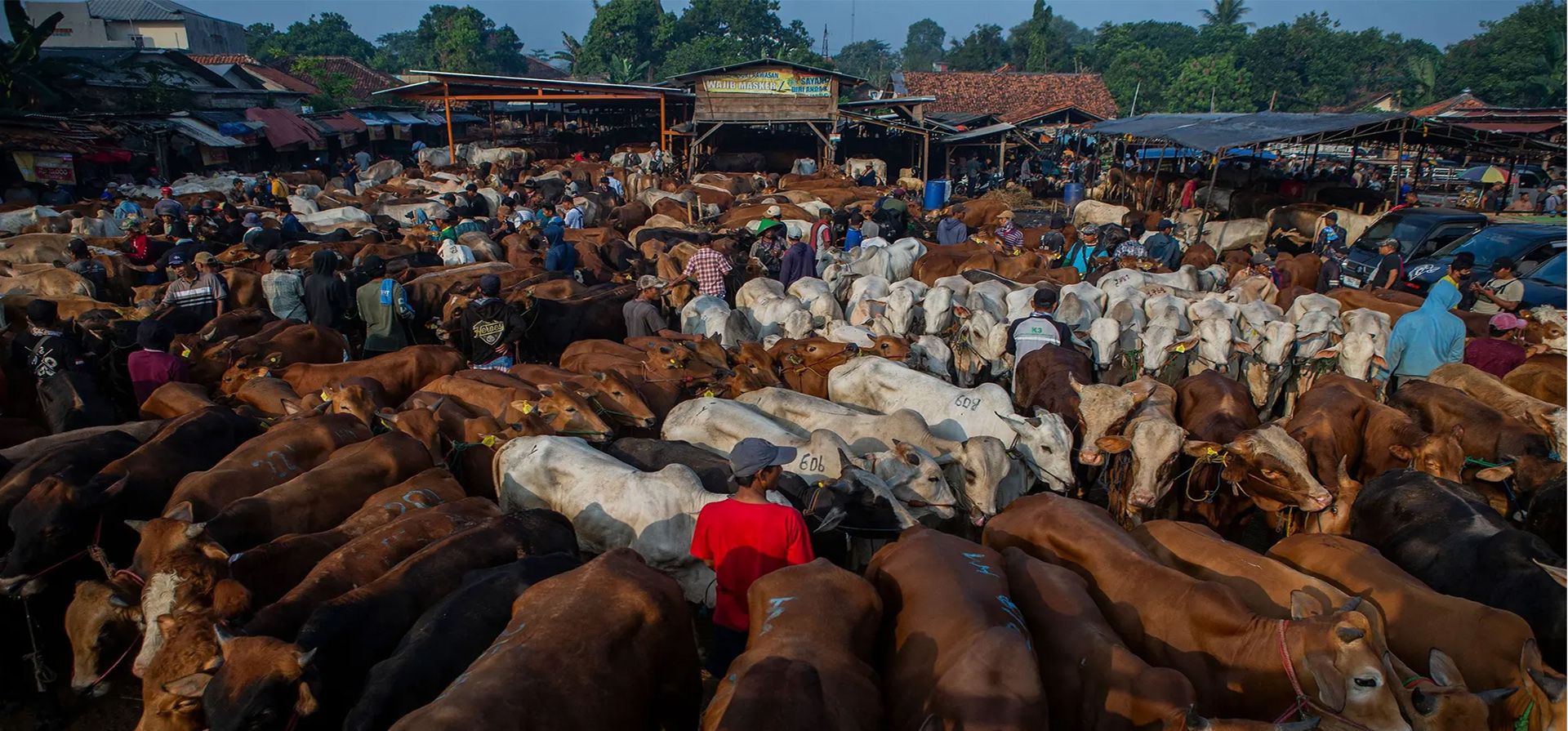 Java Occidental, Indonesia. La gente vende ganado en un mercado de ganado antes de la fiesta musulmana de Eid al-Adha en Jonggol. Fotografía: Aditya Aji/AFP/Getty Images Java Occidental, Indonesia. La gente vende ganado en un mercado de ganado antes de la fiesta musulmana de Eid al-Adha en Jonggol. Fotografía: Aditya Aji/AFP/Getty Images