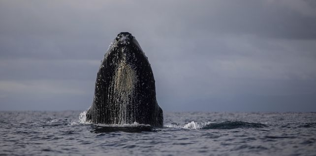La ballena jorobada fue retratada por el padre de la víctima en un video que se volvió viral