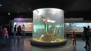 El Acuario de Rosario cierra por tareas de reparación tras un desperfecto en una pecera