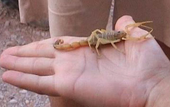 Las picaduras de alacranes pueden ser muy peligrosas si no se las atiende a tiempo.