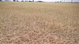 El trigo cumple con sus etapas de macollaje, encañazón y espigazón con un déficit hídrico que se agrava en el norte y oeste del país.&nbsp;