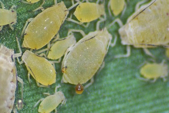 Avances en el control del pulgón amarillo en sorgo