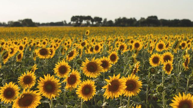 Además de la de girasol
