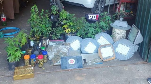 Cuatro detenidos en un allanamiento: usaban luces LED del sistema público para su vivero de marihuana.