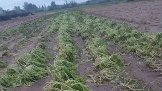 Voceros del sector señalaron que en la mayoría de los casos llevará dos meses recomponer las quintas.