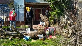 Una nena de dos años murió aplastada por la rama de un añoso árbol