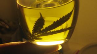 Proyecto de ley de diputados bonaerenses de uso medicinal del aceite de cannabis