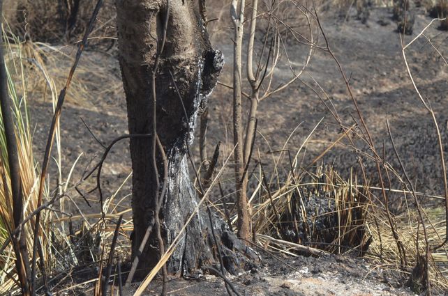 Incendios en las islas: La sociedad debe ver qué es lo que realmente pasó y qué estamos perdiendo