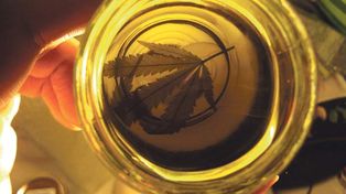 La provincia analiza el uso de cannabis medicinal en pacientes con cáncer