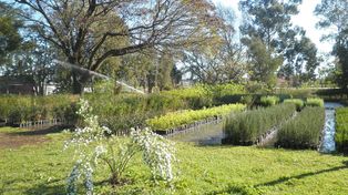 Se realizará la Capacitación en Vivero Forestal e implantación de forestaciones periurbanas
