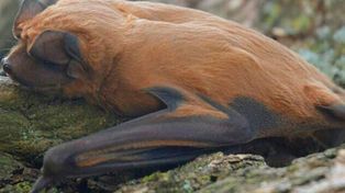 Identificaron una nueva especie de murciélago que habita el sur de Santa Fe