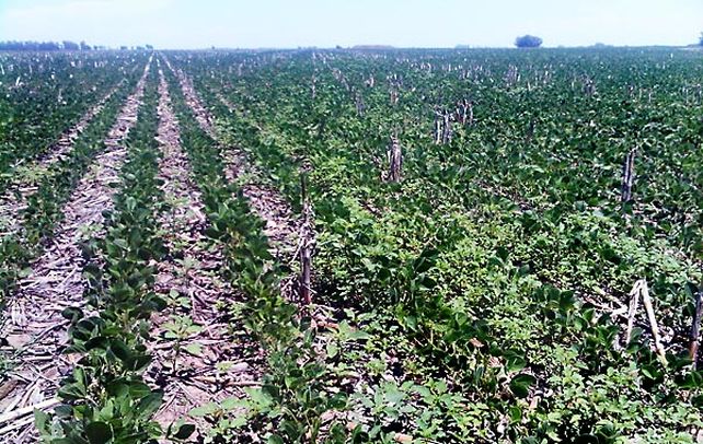 La diferencia. En la foto se muestra la presencia de especies resistentes y no resistentes al glifosato en los cultivos de soja del sur cordobés.
