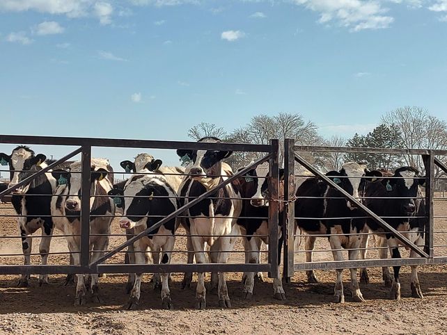 Impulsan el Beef on Dairy