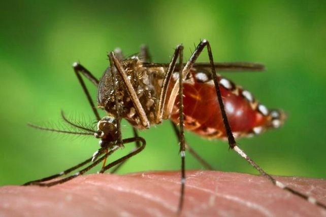 El mosquito que puede transmitir dengue ya circula en todos los barrios de Rosario 