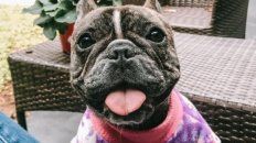 Laika desapareció el sábado 13 de febrero en un rancho de la zona de El Charigüe. Laika desapareció el sábado 13 de febrero en un rancho de la zona de El Charigüe.