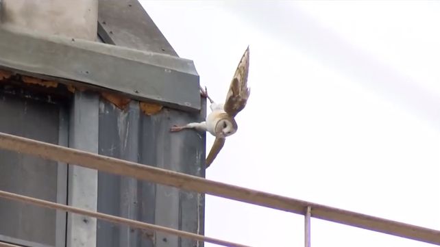 Una lechuza quedó atrapada en el techo de un edificio céntrico y los bomberos la rescataron