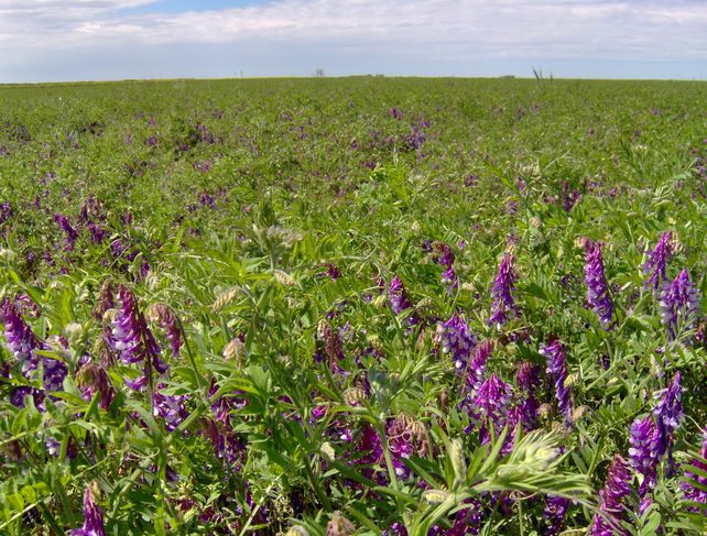 Vicia villosa contra las malezas. Los cultivos de cobertura más frecuentes tienen mezclas de leguminosas y gramíneas