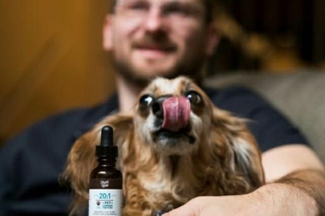 lengüita. Miles de cuadrúpedos son hoy tratados con gotas de cannabis.