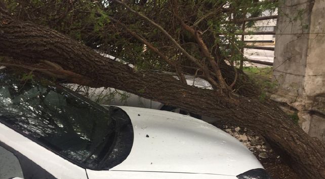 Dos autos quedaron atrapados por un árbol