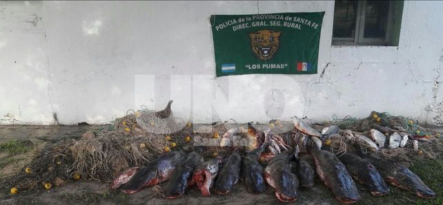 Secuestraron 450 kilos de pescado depredados y medio kilómetros de redes fuera de medida Secuestraron 450 kilos de pescado depredados y medio kilómetros de redes fuera de medida