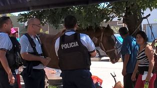 Un caballo resultó herido en un accidente de tránsito