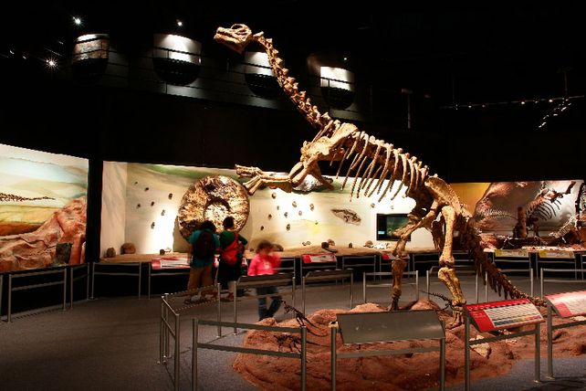 Imponente. El museo atesora una colección paleontológica de 25.722 piezas.&nbsp;