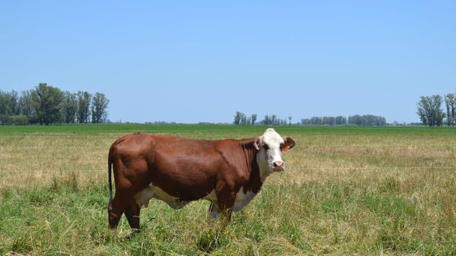 La vaca coloniza