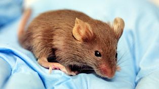 Cient&iacute;ficos alertan sobre ensayos con genes humanos en animales