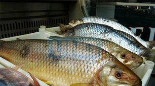 Se reunirá el jueves la mesa de concertación para establecer los precios del pescado