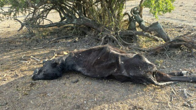 Vacas muertas producto de la falta de agua en el norte provincial.