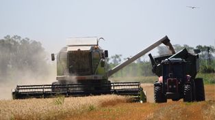 El precio de oleaginosas y cereales se entonan con la guerra