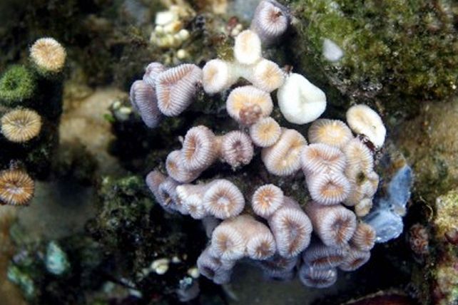 Una expedición encuentra “oasis” de vida en montaña submarina frente a Brasil