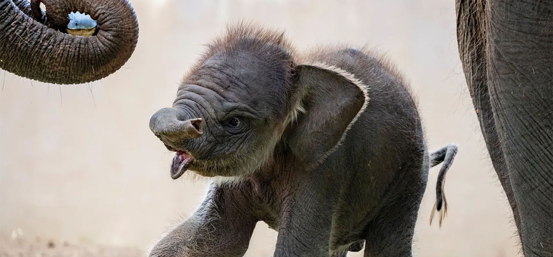 Un elefante macho de Sumatra de un mes de edad llamado Lanang camina en su recinto. Lanang es el primer elefante de Sumatra nacido en el zoológico de Bali, Indonesia.