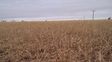 Los productores agropecuarios con seguro lograron cubrirse del granizo y el viento