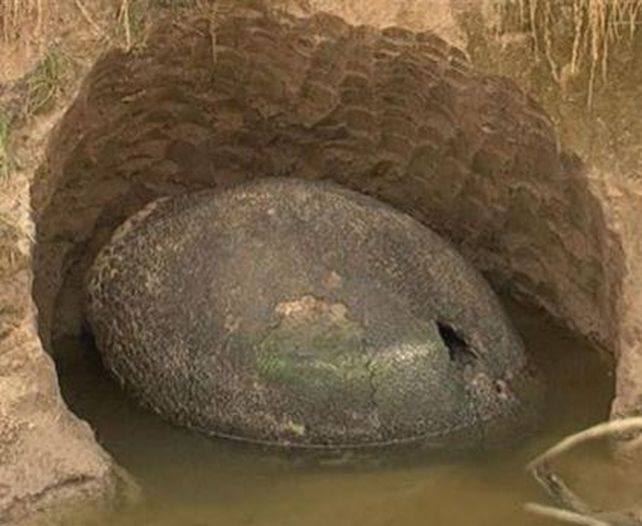 Un caparazón gigante
