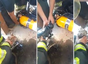 Así los Bomberos Zapadores le salvaron la vida a un gato