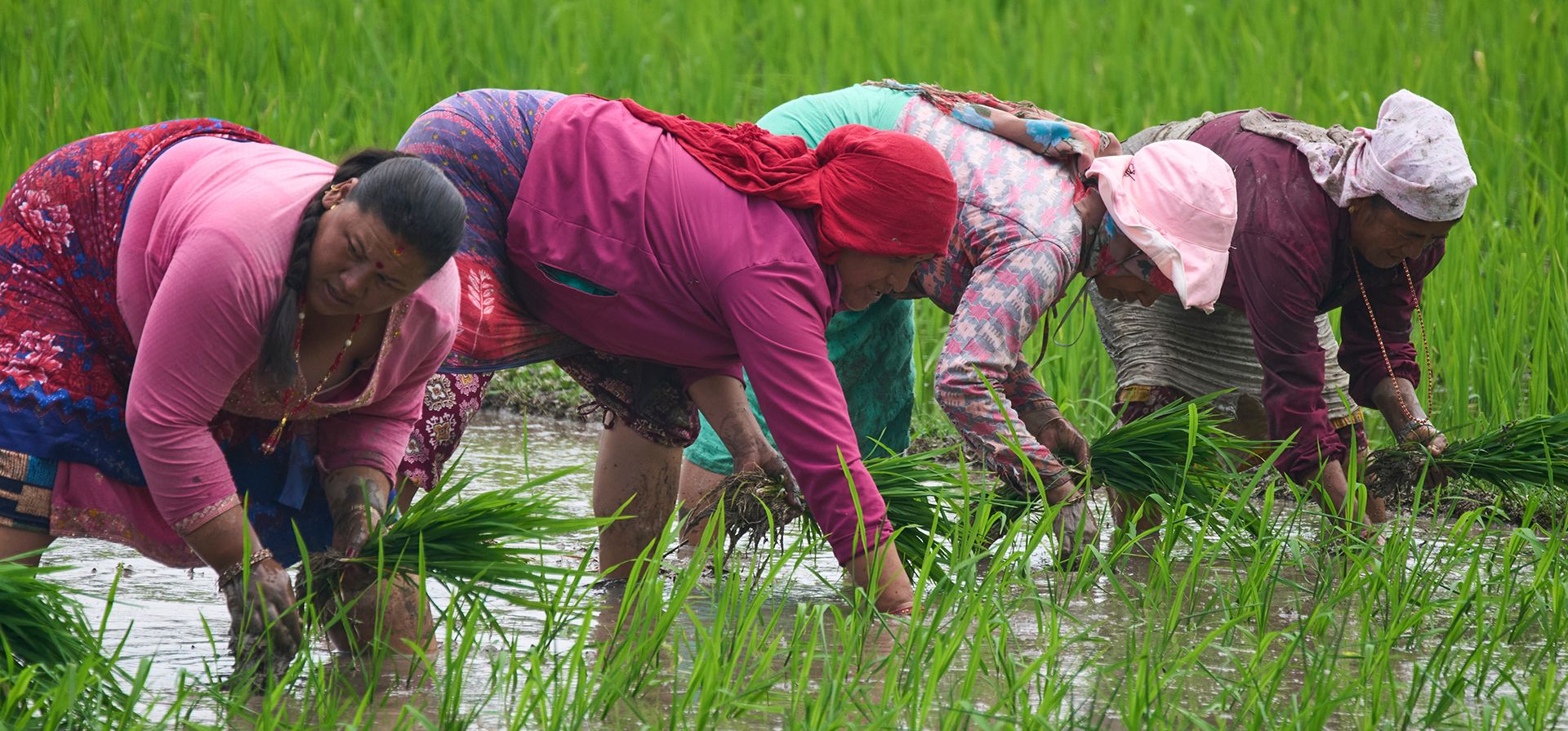 Mujeres siembran arroz durante Asar Pandra, el festival anual de la siembra de arroz, en Katmandú, Nepal, el lunes 29 de junio de 2026. (Foto AP/Niranjan Shrestha) Mujeres siembran arroz durante Asar Pandra, el festival anual de la siembra de arroz, en Katmandú, Nepal, el lunes 29 de junio de 2026. (Foto AP/Niranjan Shrestha)