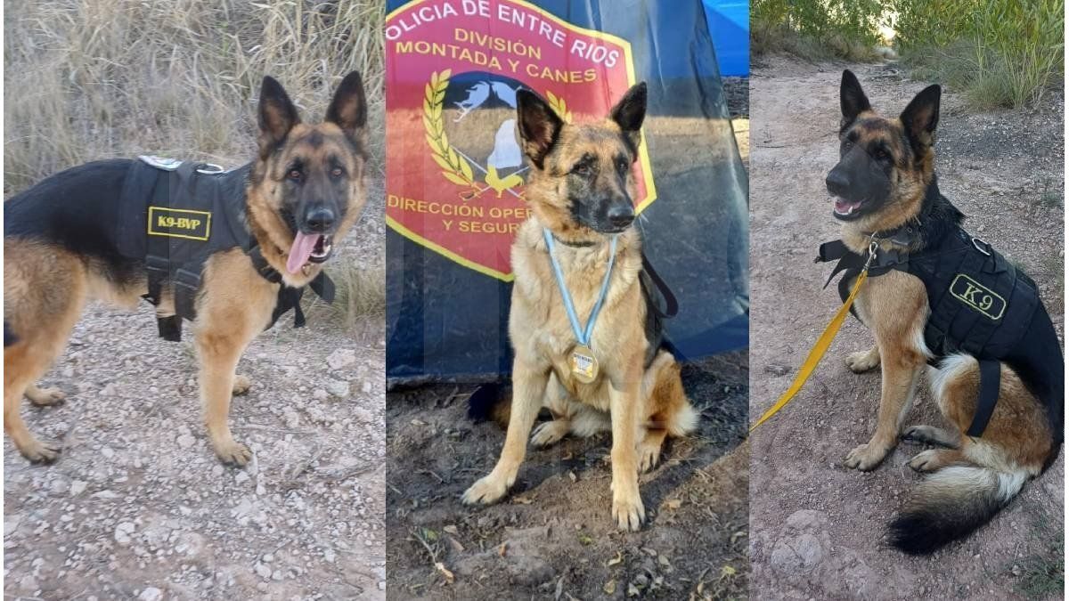 Roma, la nueva esperanza de cuatro patas en el cuartel de Paraná
