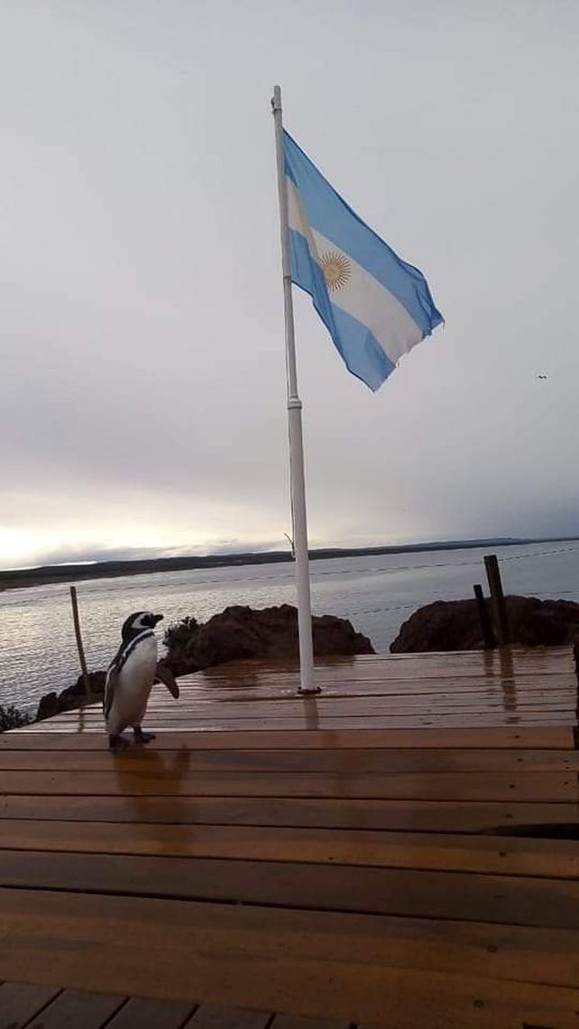 Chubut: De frac en Punta Tombo